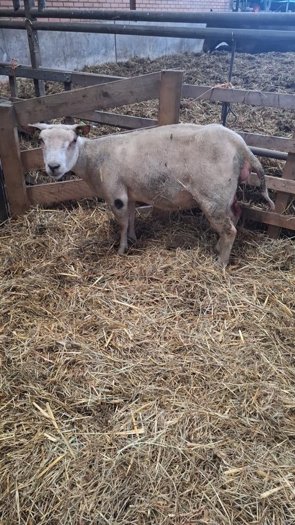 Nat schaap te koop, Dieren en Toebehoren, Schapen, Geiten en Varkens, Vrouwelijk, Schaap
