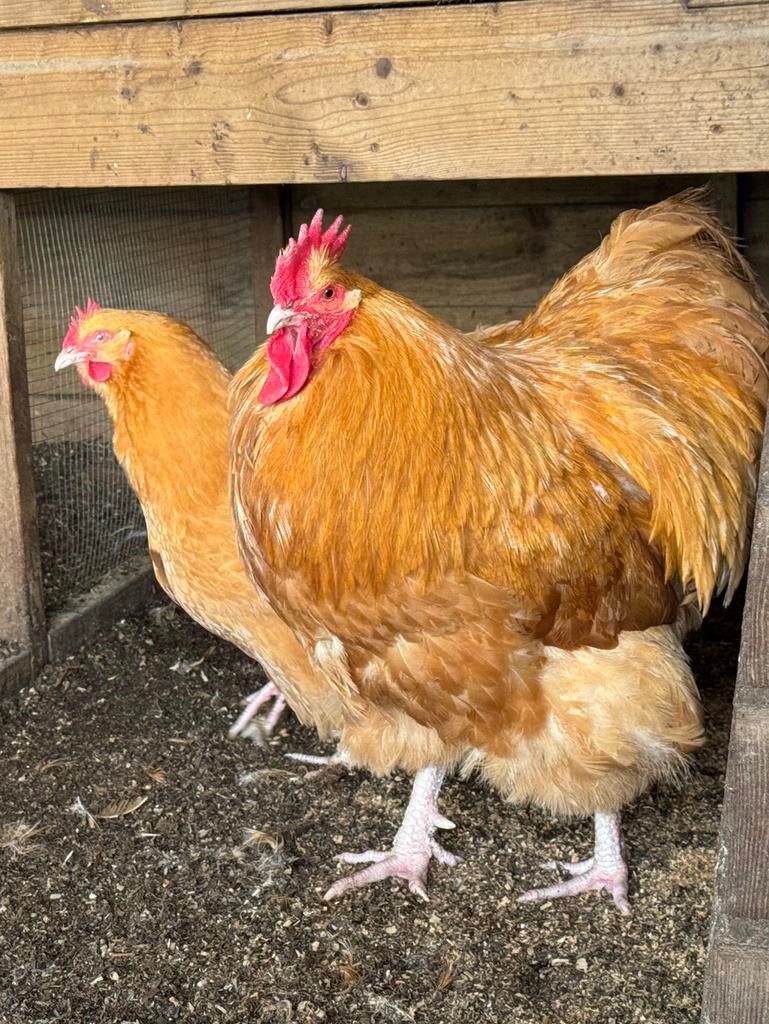 Orpington buff groot broedeieren, Dieren en Toebehoren, Pluimvee, Vrouwelijk, Kip