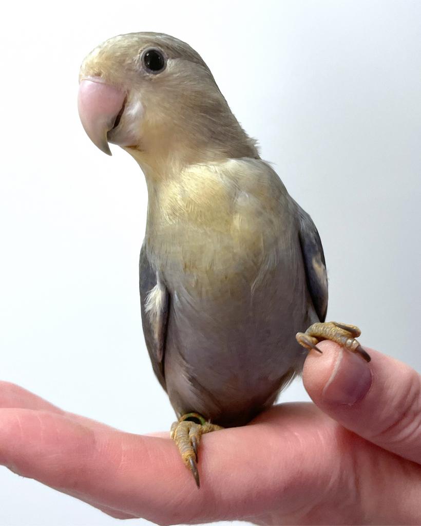 Tam ziektevrij getest Agapornis Roseicollis mannetje, Dieren en Toebehoren, Vogels | Parkieten en Papegaaien, Mannelijk, Dwergpapegaai of Agapornis