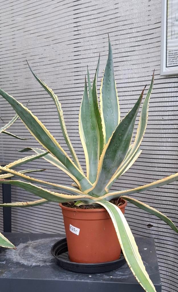 Agave americano., Tuin en Terras, Planten | Tuinplanten, Ophalen, Overige soorten, Volle zon