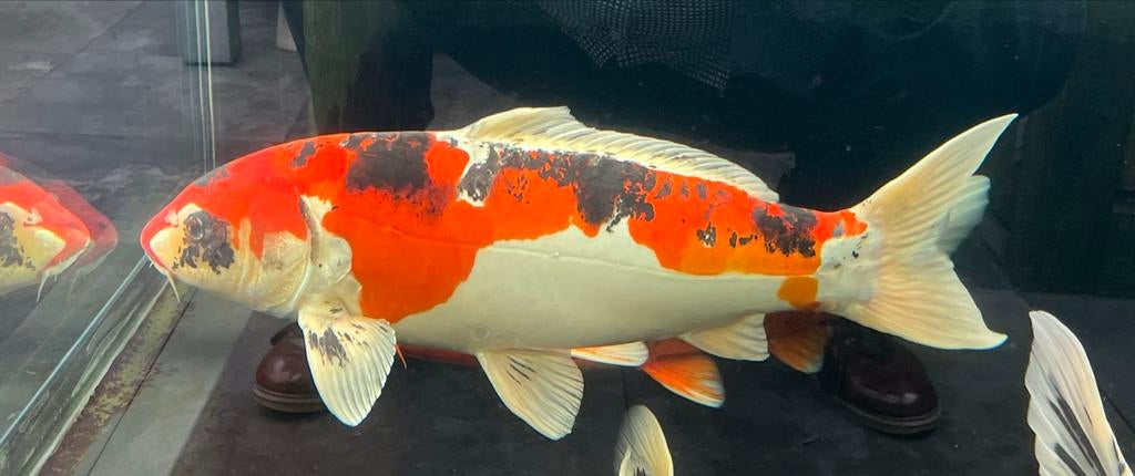 Te koop aangeboden Koi-vis, zijnde een Doitsu Goshiki., Dieren en Toebehoren, Vissen | Vijvervissen, Karper of Koi