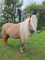 Crème dun merrie shetlander, Dieren en Toebehoren, Merrie, A pony (tot 1.17m), 3 tot 6 jaar