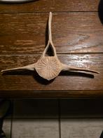 Neanderthaler artefact dolfijn of walviswervel, Ophalen of Verzenden