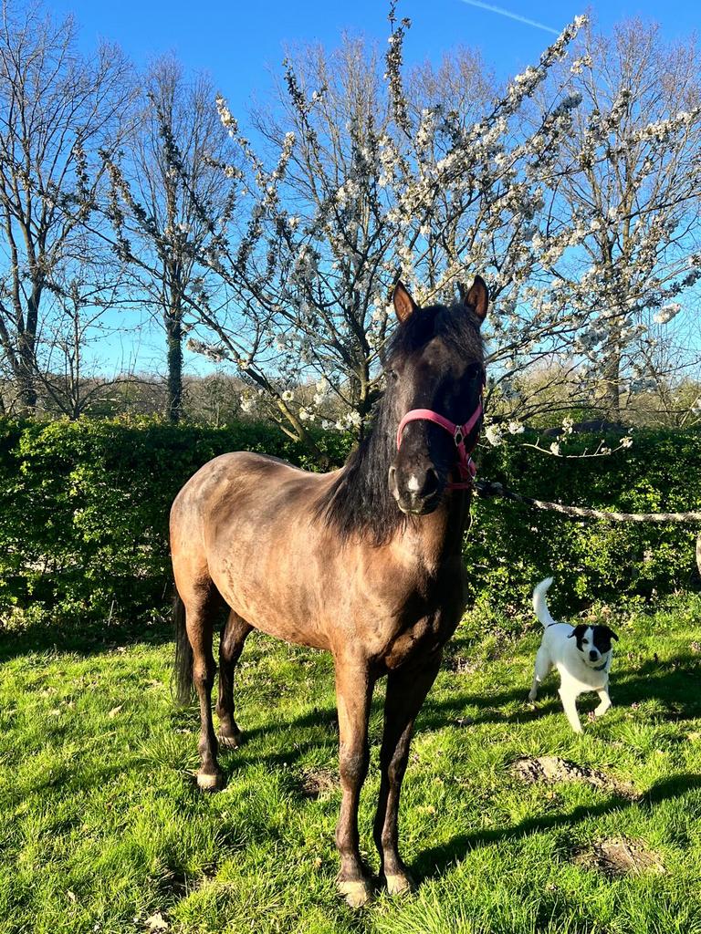 Brave pony te koop, Dieren en Toebehoren, Pony's, Gechipt, Ruin, Springpony, Zadelmak