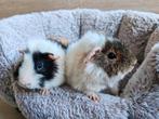 2 lieve cavia broertjes, Cavia, Mannelijk, December, Tam