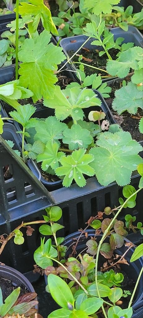Vrouwenmantel en vinca minor, Ophalen, Overige soorten, Volle zon