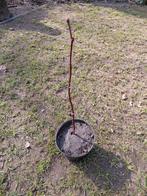 Winterlinde, Tuin en Terras, Planten | Bomen, Halfschaduw, Overige soorten, Minder dan 100 cm, Zomer