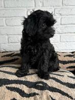 Maltipoo pups, maltezer x toy poedel nog 1 reutje, Dieren en Toebehoren, Honden | Chihuahua's en Gezelschapshonden, Parvo, Nederland