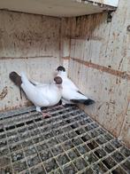 Koppel helmduiven, Dieren en Toebehoren, Meerdere dieren, Tuimelaar of Roller