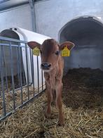 Mc Cormick motorkap. En enkel jersey vaarsjes kalveren ., Ophalen