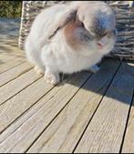 Lief en mooi konijn 🌸, Dieren en Toebehoren, Konijnen, Mannelijk, Dwerg, 0 tot 2 jaar