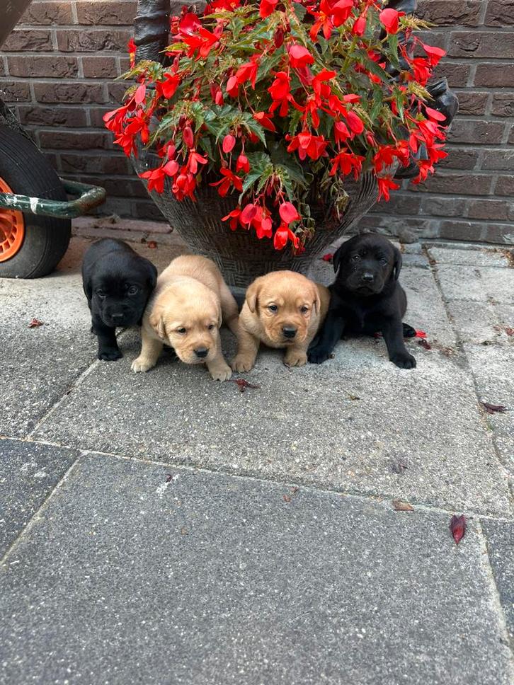 Schitterende raszuivere labrador pups(Ouders Stamboom), Dieren en Toebehoren, Honden | Retrievers, Spaniëls en Waterhonden, Meerdere dieren