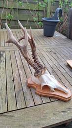 reebok gewei capreolus capreolus, Verzamelen, Ophalen of Verzenden, Zo goed als nieuw, Hert, Gewei of Kop