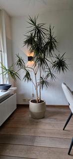 Te koop prachtige kamer plant., Groene kamerplant, Ophalen, Halfschaduw, 150 tot 200 cm