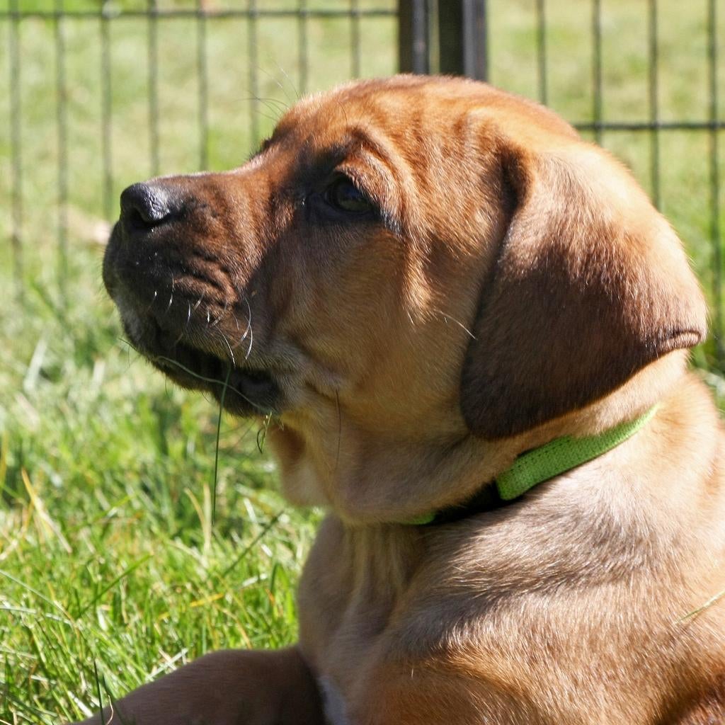 Grote zwitserse sennen/ridgeback-bordeauxdog puppies, Dieren en Toebehoren, Parvo, Meerdere, Meerdere dieren, Nederland