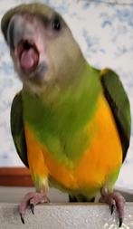 Bonte boer papegaai, Geslacht onbekend, Papegaai, Tam