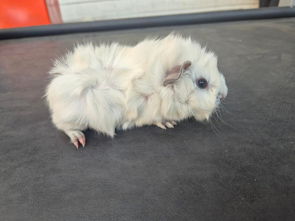 Jonge borstel cavia's,  broertjes, Dieren en Toebehoren, Knaagdieren, Maart, Mannelijk, Cavia