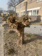 Boom gratis ophalen vandaag, Ophalen, Volle zon, Overige soorten