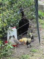 Bevruchte eieren van loopeenden, Dieren en Toebehoren, Geslacht onbekend, Eend