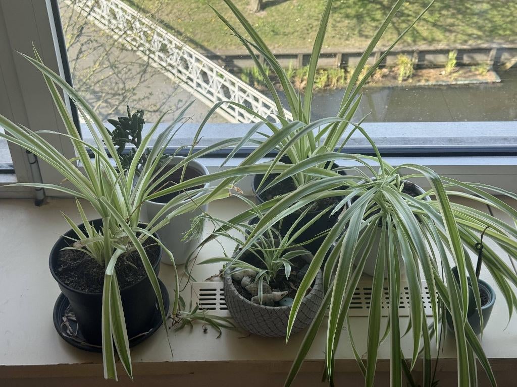 Plantenset 7 stuks: Graslelies, Vetplant, Orchidee incl. pot, Ophalen, Overige soorten, Halfschaduw, In pot