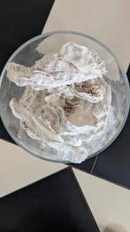 Oesterschelpen, Ophalen of Verzenden