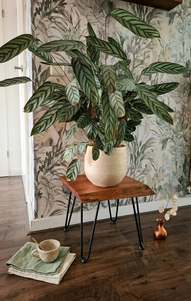 Handgemaakte Bijzettafel / Plantentafel - Massief Hardhout, Ophalen, Minder dan 45 cm, Minder dan 55 cm, Vierkant