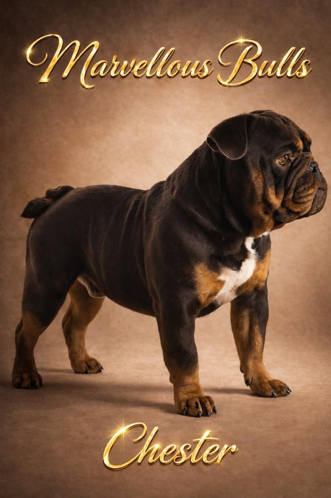 New English bulldog dekreu, België, Fokker | Hobbymatig, Reu, 1 tot 2 jaar