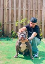 American bully xl . Blue color ., Particulier, 1 tot 2 jaar, Buitenland, Parvo