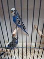 Koppel violet grasparkieten, Meerdere dieren, Parkiet, Geringd