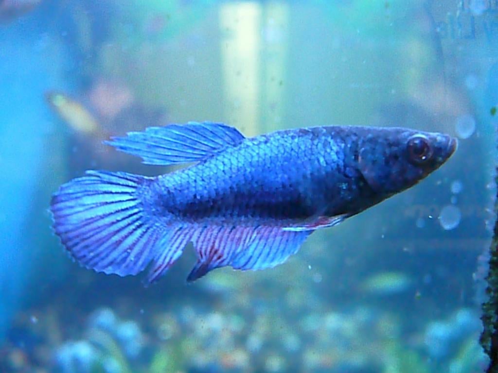 Betta vrouwen, Vis