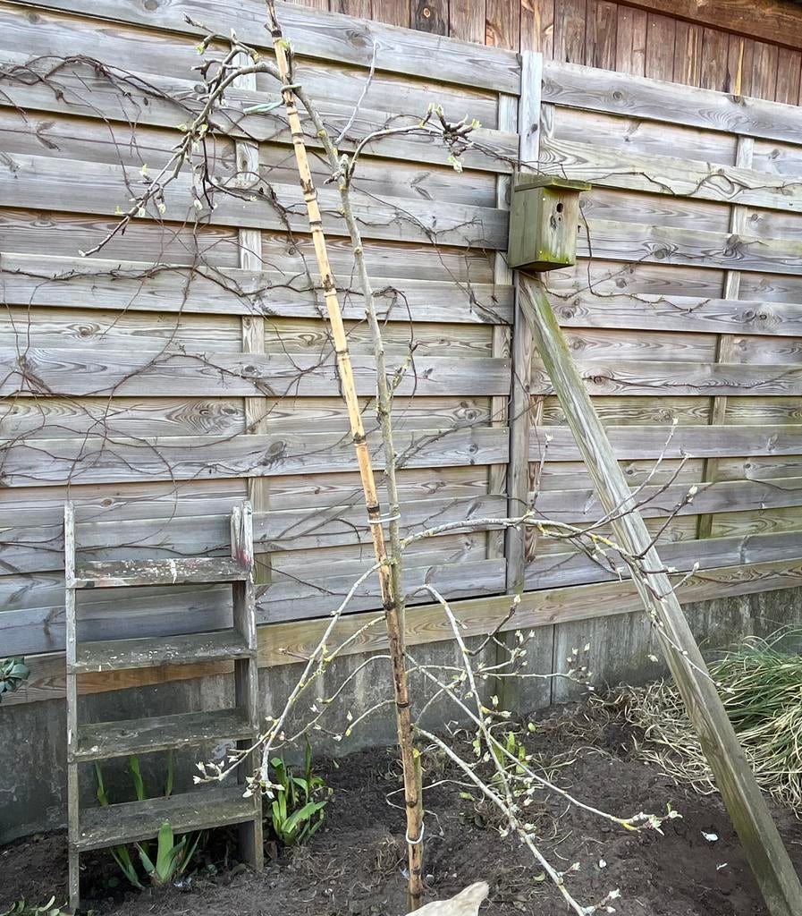 Handappel boom laagstam, Tuin en Terras, Planten | Fruitbomen, Ophalen, 100 tot 250 cm, Volle zon, Appelboom