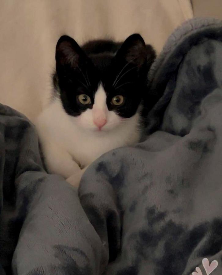 Kitten 12 weken, Dieren en Toebehoren, Katten-accessoires, Nieuw, Ophalen