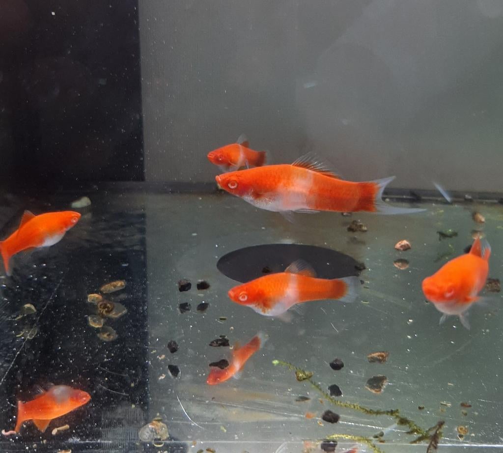 Koi zwaarddragers, Dieren en Toebehoren, Vis