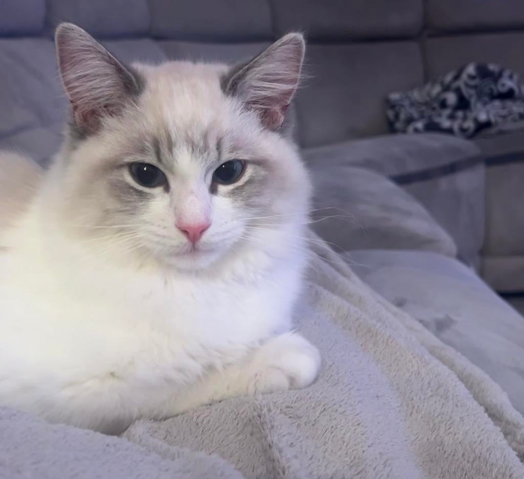 Ragdoll 7 maanden, volledig inorde, Kater, Gechipt, 0 tot 2 jaar