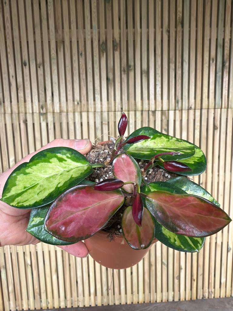 Hoya Australis Lisa - Prachtige wasbloem in 13cm pot, Huis en Inrichting, Kamerplanten, Ophalen of Verzenden