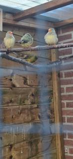 Binzen astrilde, Vrouwelijk, Kleurkanarie