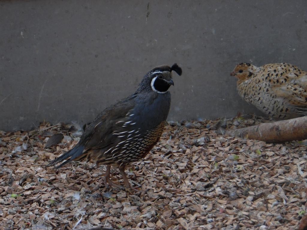 Californische Kuifkwartel l kwartels l Deskundig advies, Dieren en Toebehoren, Pluimvee, Overige soorten, Meerdere dieren