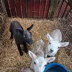 Leblammeren, Dieren en Toebehoren, Meerdere dieren, Schaap, 0 tot 2 jaar