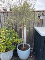 Olijfboom in pot, Bloeit niet, 100 tot 250 cm, Olijfboom, Ophalen