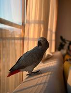 Grijze roodstaart papegaai, Mannelijk, Papegaai, Pratend