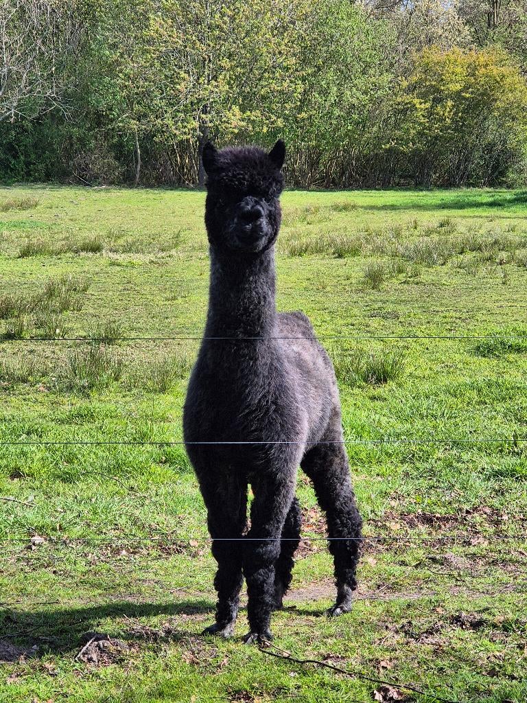 Alpaca hengst, Dieren en Toebehoren, Januari, Mannelijk