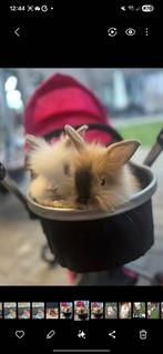 Twee lieve konijntjes met toebehoren, Dieren en Toebehoren, Poes