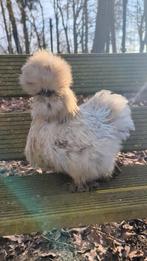 Usa zijdehoen zijdehoenders kippen hennen, Dieren en Toebehoren, Pluimvee, Vrouwelijk, Kip