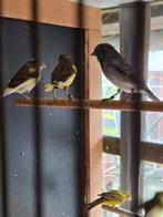 5 Raza Espagnol, Dieren en Toebehoren, Vogels | Kanaries, Meerdere dieren, Postuurkanarie
