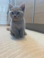 Britste kortharen, moederpoes en kitten!, Dieren en Toebehoren, Poes, Gechipt