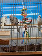 diamantduifjes, Mannelijk, Overige soorten