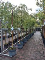Treurberk in Pot - 100-250cm, Treurboom, Lente, 100 tot 250 cm, Ophalen