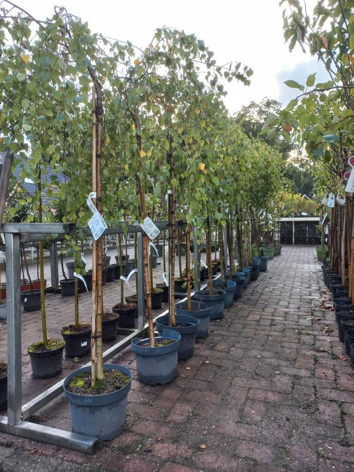 Treurberk in Pot - 100-250cm, Tuin en Terras, Planten | Bomen, Treurboom, 100 tot 250 cm, Volle zon, Lente, In pot, Ophalen