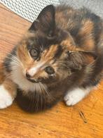 Twee kittens te koop, Dieren en Toebehoren, Kater