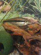 2x Siamese algeneters, Dieren en Toebehoren, Vissen | Aquariumvissen, Vis